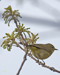 Orange crowned Warbler 2149